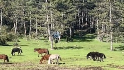 Yaylada gezen yılkı atları görüntülendi