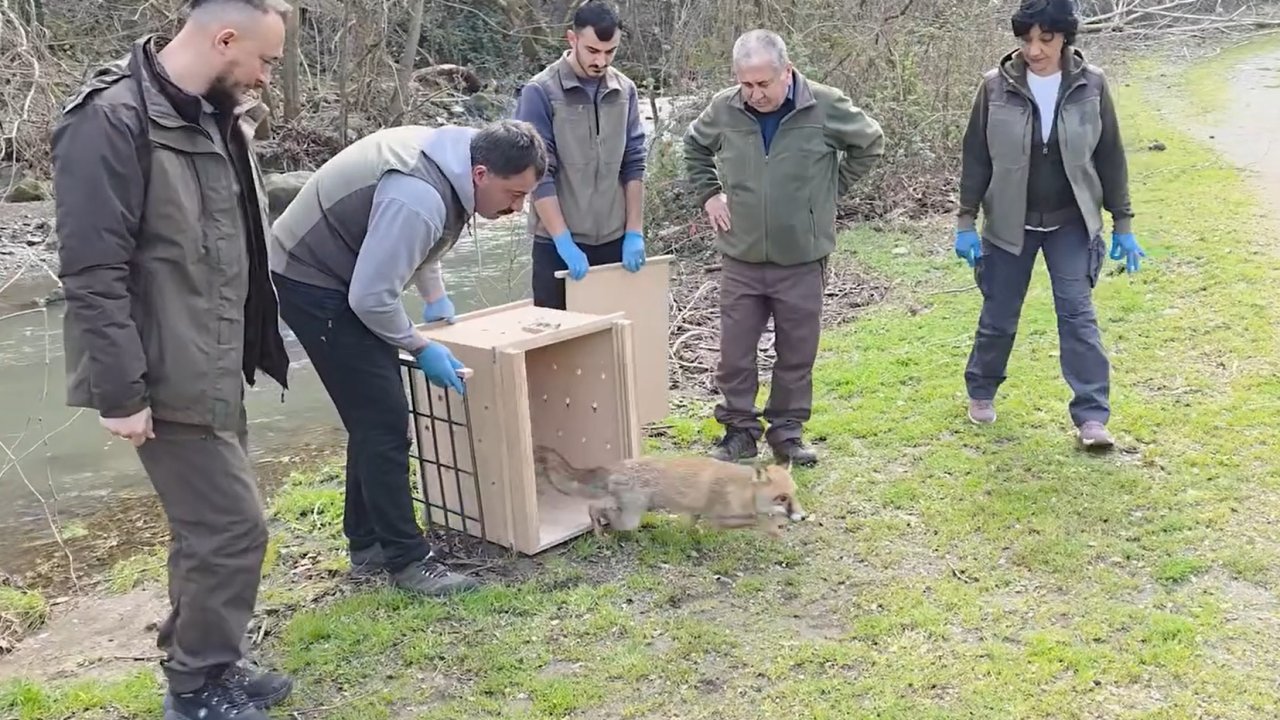 10 yaban ördeği ve tilki, tedavileri sonrası doğaya bırakıldı