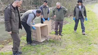 10 yaban ördeği ve tilki, tedavileri sonrası doğaya bırakıldı