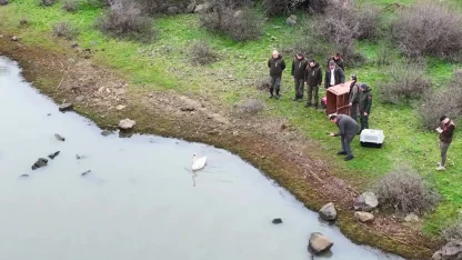 Ankara’da tedavi edilen kuğu, Edirne’de doğaya bırakıldı