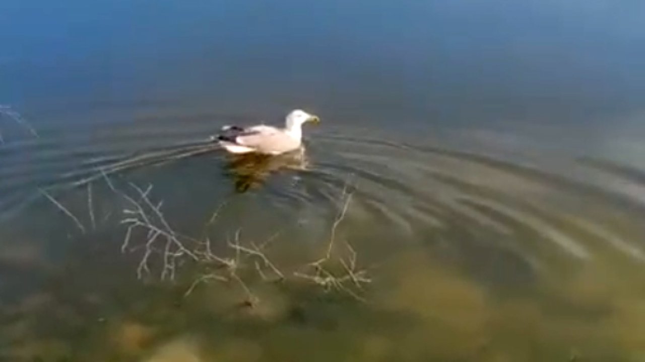 ‘Bulut’ isimli yaralı martı, bakımının ardından doğaya bırakıldı