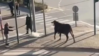 Bursa’da çiftlikten kaçan boğa sürücülere zor anlar yaşattı