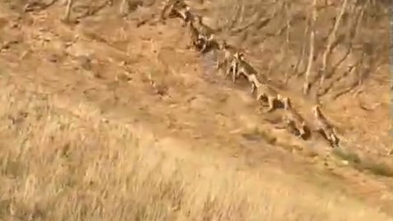 Bursa'da geyik sürüsü yola indi, sürücüler şaşkınlığını gizleyemedi