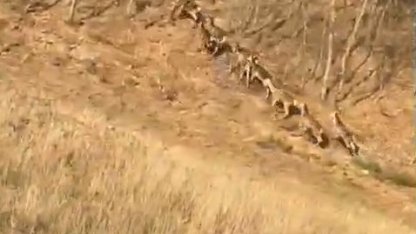 Bursa'da geyik sürüsü yola indi, sürücüler şaşkınlığını gizleyemedi