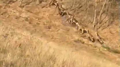 Bursa'da geyik sürüsü yola indi, sürücüler şaşkınlığını gizleyemedi