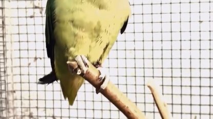 Bursa’da kaçak hayvan ticareti denetimi: 2 papağan ve 1 yılana el konuldu