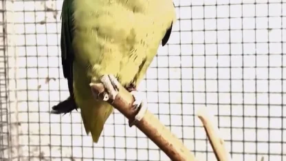 Bursa’da kaçak hayvan ticareti denetimi: 2 papağan ve 1 yılana el konuldu