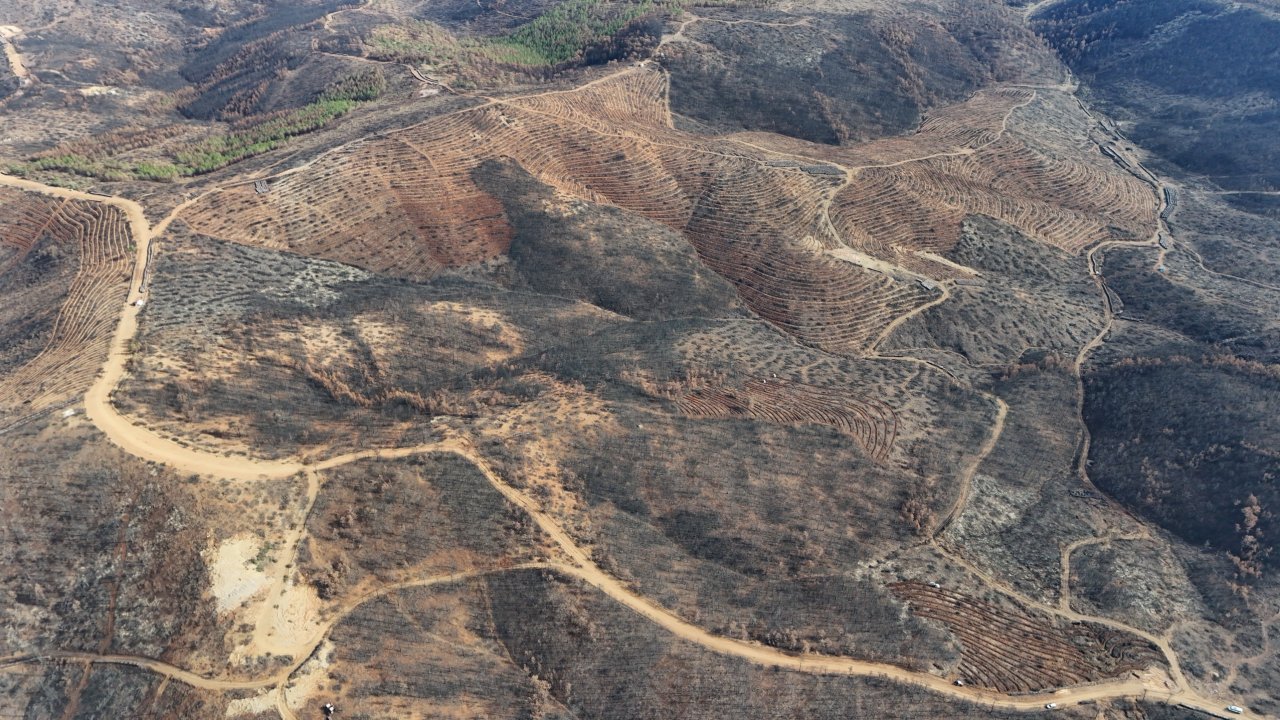 Bursa'da yanan ormanlara 8 ayda 2 milyon fidan