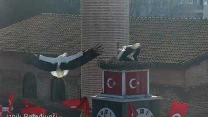 Can ve Canan leylek, 2'nci yıllarında da İznik'teki yuvalarında buluştu