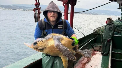 Çanakkale'de balık ağına takılan caretta caretta kurtarıldı