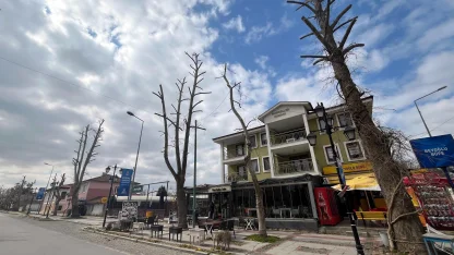 Edirne’de çevre derneği yönetiminden belediyeye tepki; Edirne'de ağaçlar budanmıyor, yok ediliyor