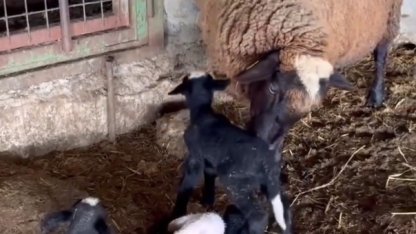 Edirne’de koyun dördüz yavruladı