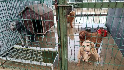 Edirne'de operasyonla 88 köpek kurtarıldı