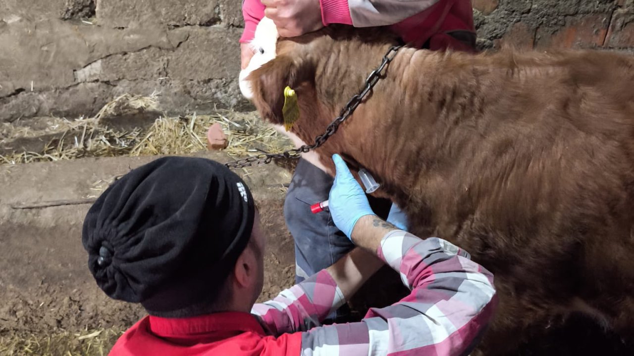 Edirne’de şap hastalığına karşı çalışmalar sürüyor
