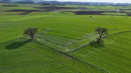 Edirne'de yağışların ardından doğru tarım uygulamalarıyla yüksek rekolte bekleniyor