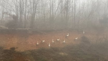 Göç yolundaki leylekler, yoğun sis nedeniyle Kırklareli'nde kara yolu kenarına indi