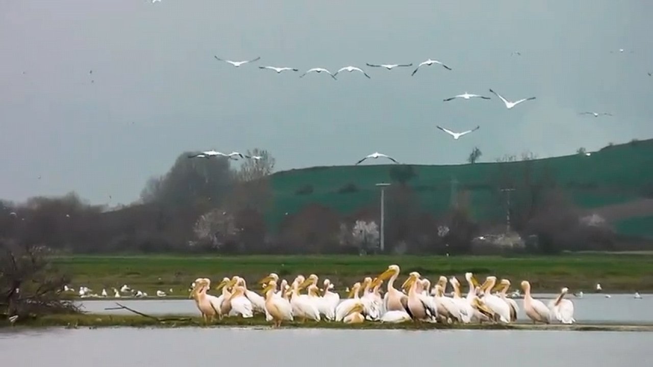 Göç yolundaki pelikan sürüsü, Boğazköy Barajı'nda görüntülendi