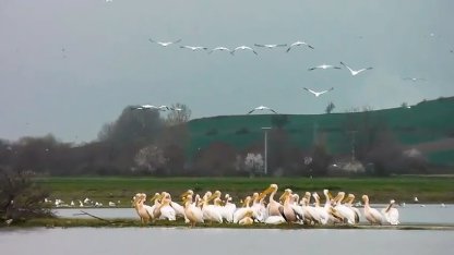 Göç yolundaki pelikan sürüsü, Boğazköy Barajı'nda görüntülendi