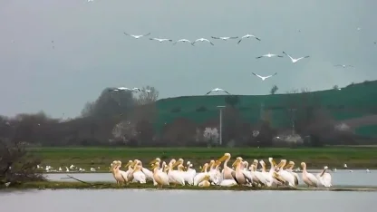 Göç yolundaki pelikan sürüsü, Boğazköy Barajı'nda görüntülendi