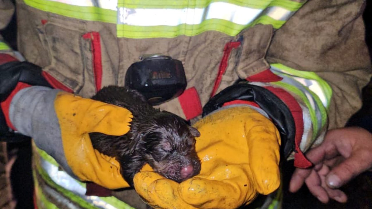 İtfaiye, yangında mahsur kalan yavru köpekleri kurtarmak için seferber oldu