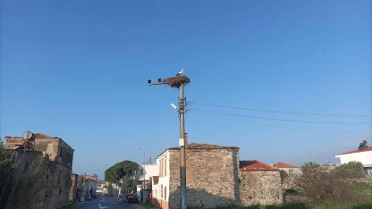 Küçükköy Mahallesi'ne baharın müjdecisi yılın ilk leyleği geldi