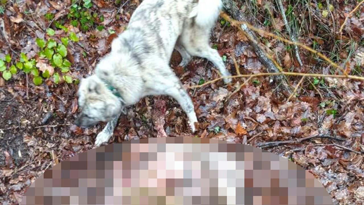 Kurtların saldırdığı 23 küçükbaş öldü