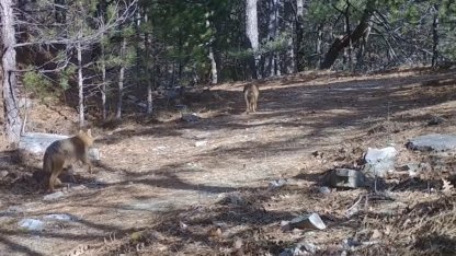 Ormanda dolaşan çakallar fotokapanla görüntülendi