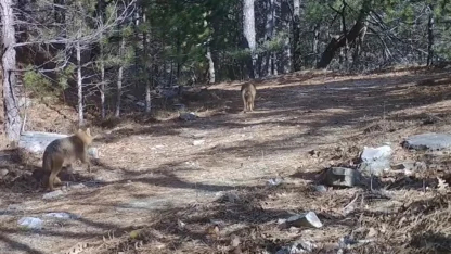 Ormanda dolaşan çakallar fotokapanla görüntülendi