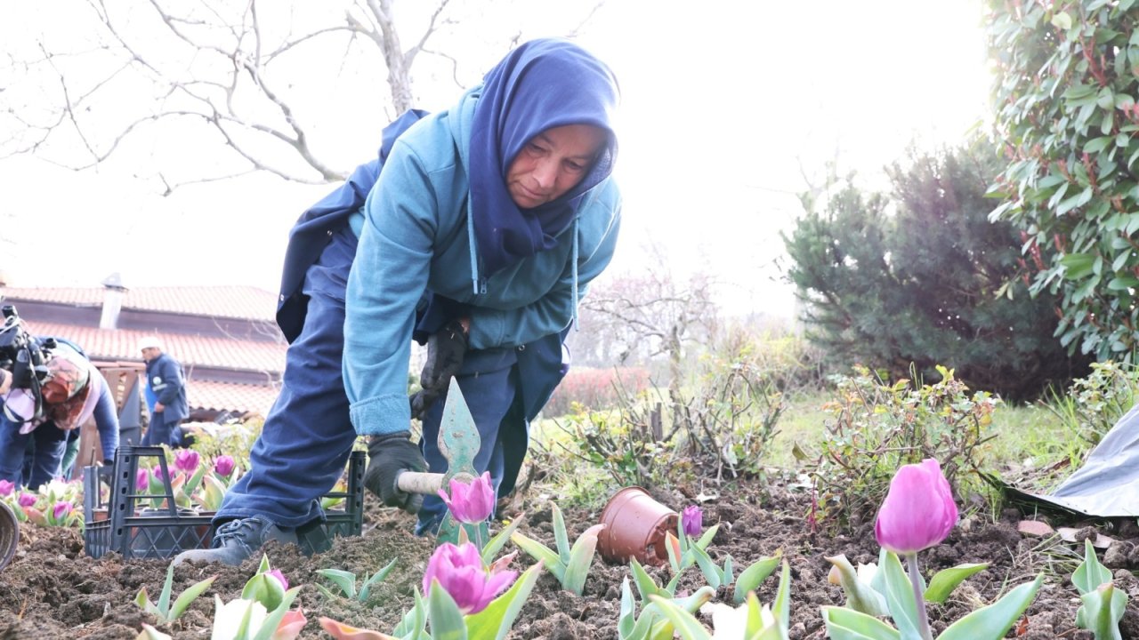 Osmangazi’de yıl boyunca 470 bin çiçek dikilecek