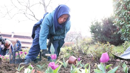 Osmangazi’de yıl boyunca 470 bin çiçek dikilecek