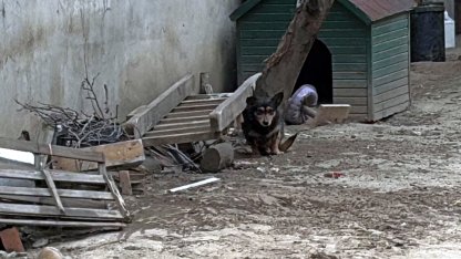 Pitbull’un saldırdığı ‘Reis’ isimli köpek, ağır yaralandı