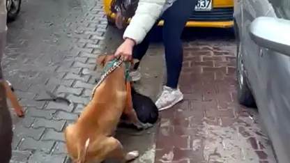 Saldırdığı köpeği ağır yaralayan Pitbull'a el konuldu, sahibine 95 bin lira ceza uygulandı