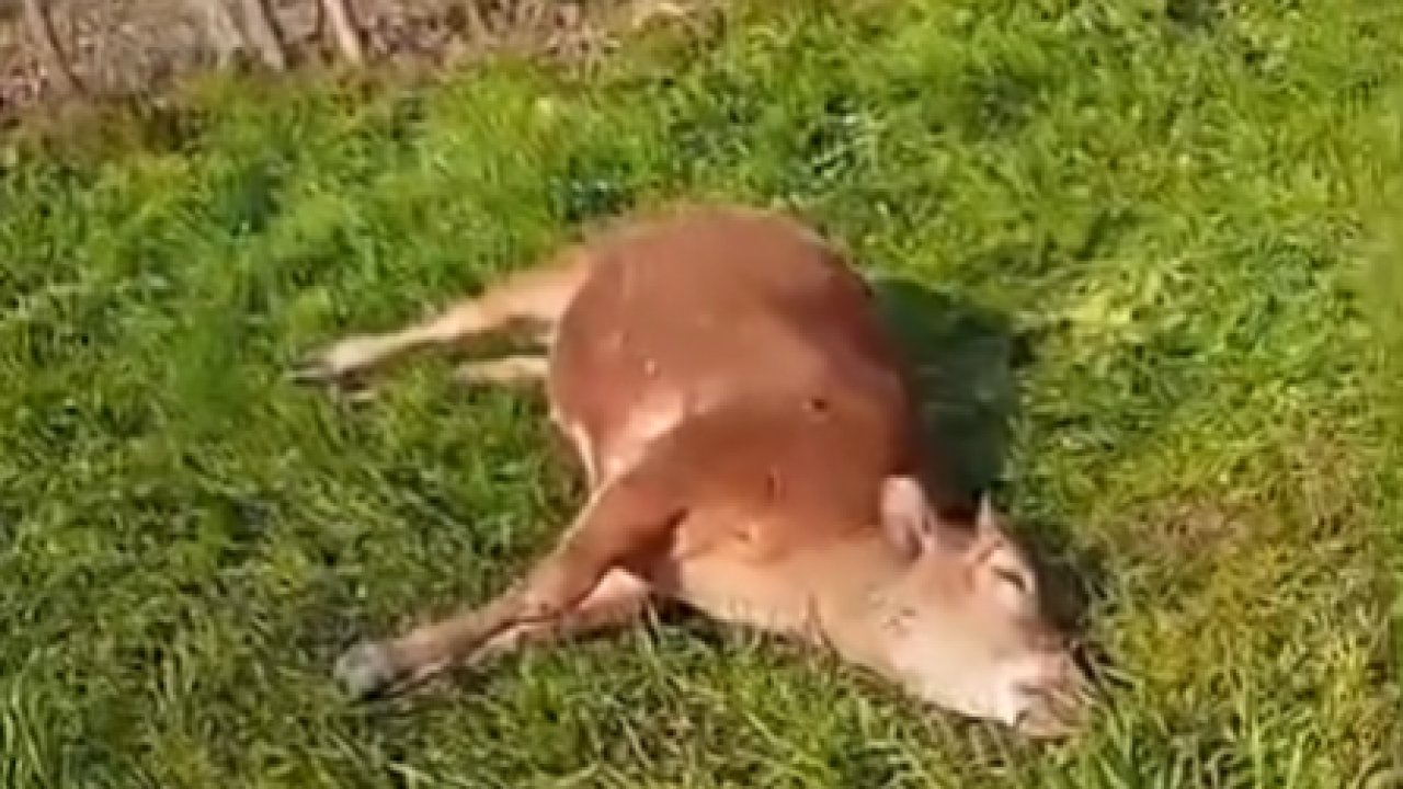 Tarlasına giren husumetlisinin danalarını av tüfeğiyle vurarak öldürdü