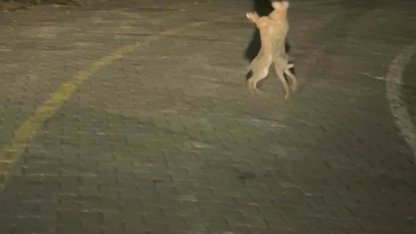 Tavşanların kavgası kamerada