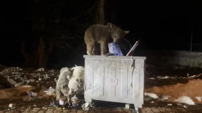 Uludağ’da kış uykusundan uyanan ayı ailesi, yiyecek ararken görüntülendi