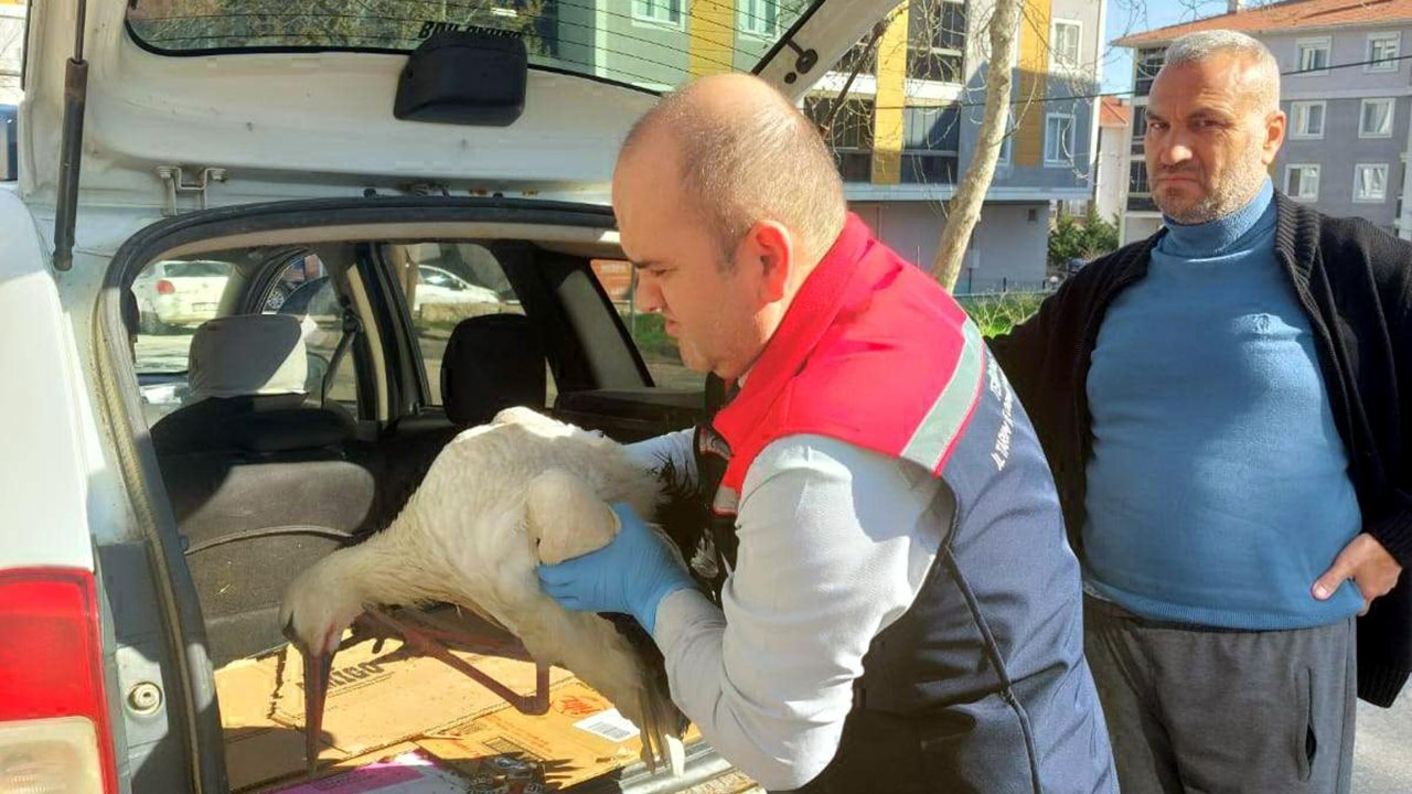 Yaralı bulduğu leyleği yetkililere teslim etti