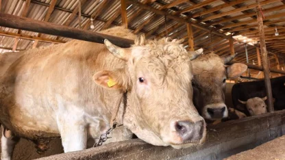 1,1 tonluk kurbanlık boğa ‘Paşa’, 500 bin TL'den satışa çıkarıldı