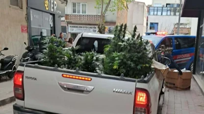 Apartman dairesinde uyuşturucu yetiştiren şüpheli yakalandı