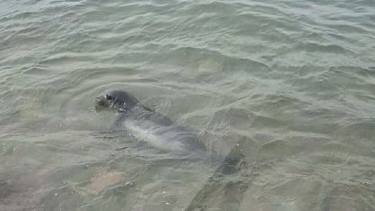 Ayvalık sahilinde Akdeniz foku görüntülendi