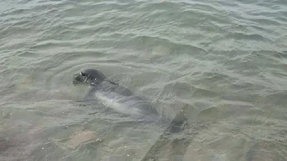 Ayvalık sahilinde Akdeniz foku görüntülendi