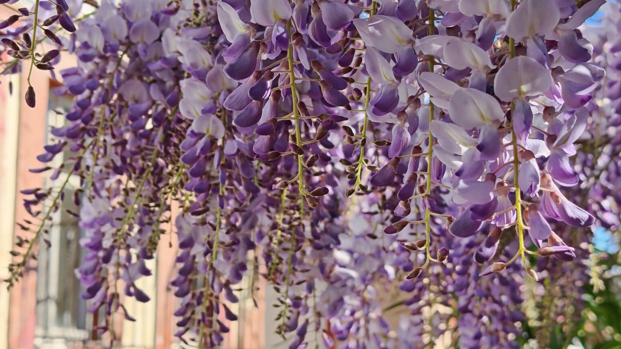 Ayvalık'ta mor salkım zamanı