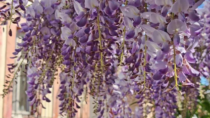 Ayvalık'ta mor salkım zamanı