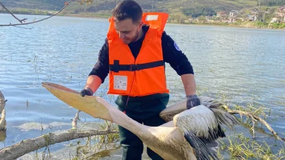 Barajda bitkilerin arasında mahsur kalan yaralı pelikanı itfaiyeciler kurtardı