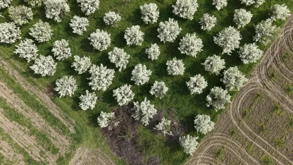 Bursa'da meyve ağaçlarının çiçek açtığı bahçeler dronla görüntülendi