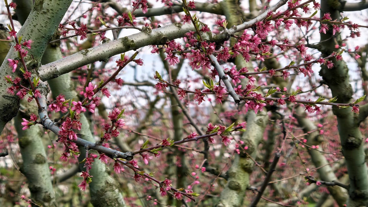 Bursa'da meyve ağaçlarının çiçek açtığı bahçeler dronla görüntülendi/Ek fotoğraflar