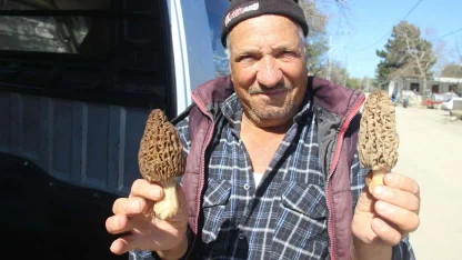 Dağ köylerinde kuzugöbeği mantarı gelir kapısı oldu