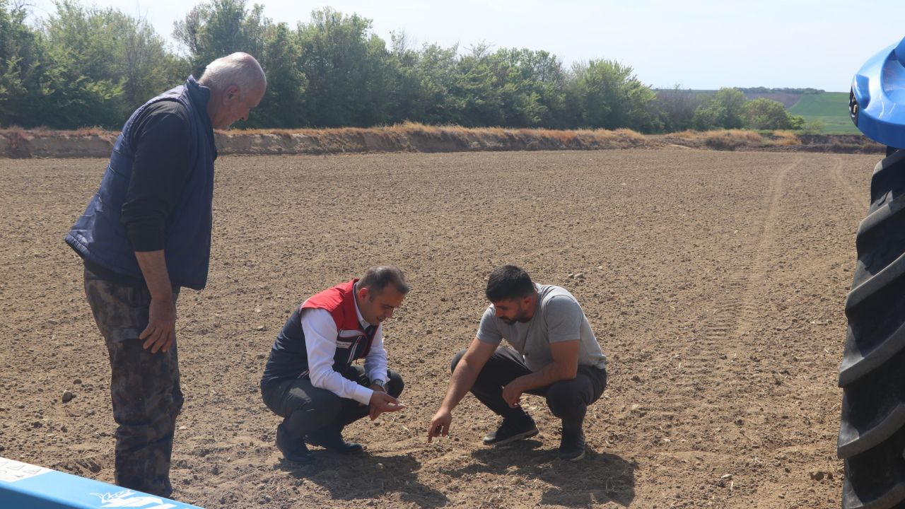 Edirne Tarım ve Orman Müdürü Köse, çeltik ekilişlerini yerinde inceledi