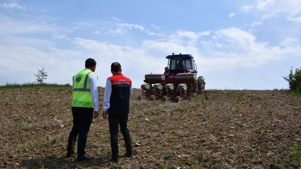 Edirne’de 70 dönümlük alana yerli hibrit ayçiçeği tohumu ekildi