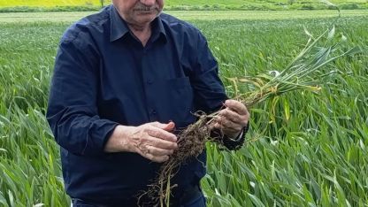Edirne’de hububatta ‘kök çürüklüğü’ hastalığı görüldü