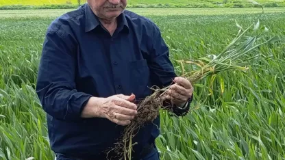 Edirne’de hububatta ‘kök çürüklüğü’ hastalığı görüldü